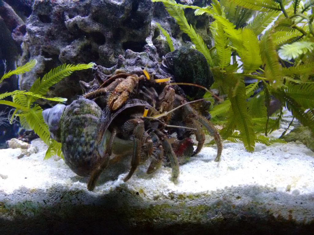Clibanarius longitarsus